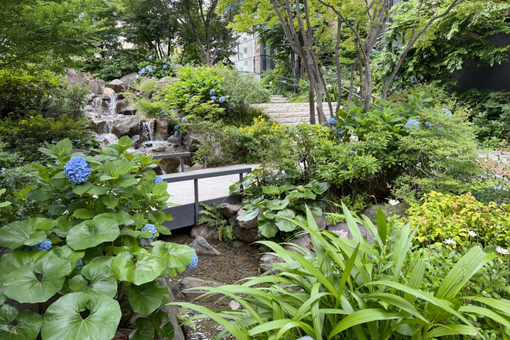 KANDA FOREST