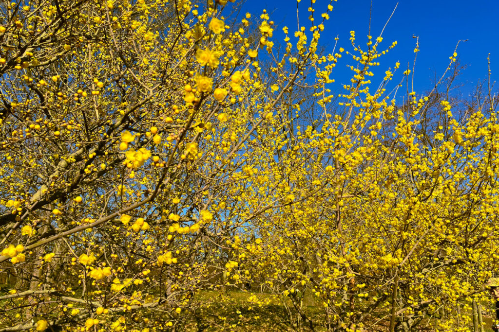 府中市郷土の森博物館