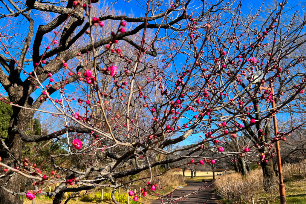 府中市郷土の森博物館