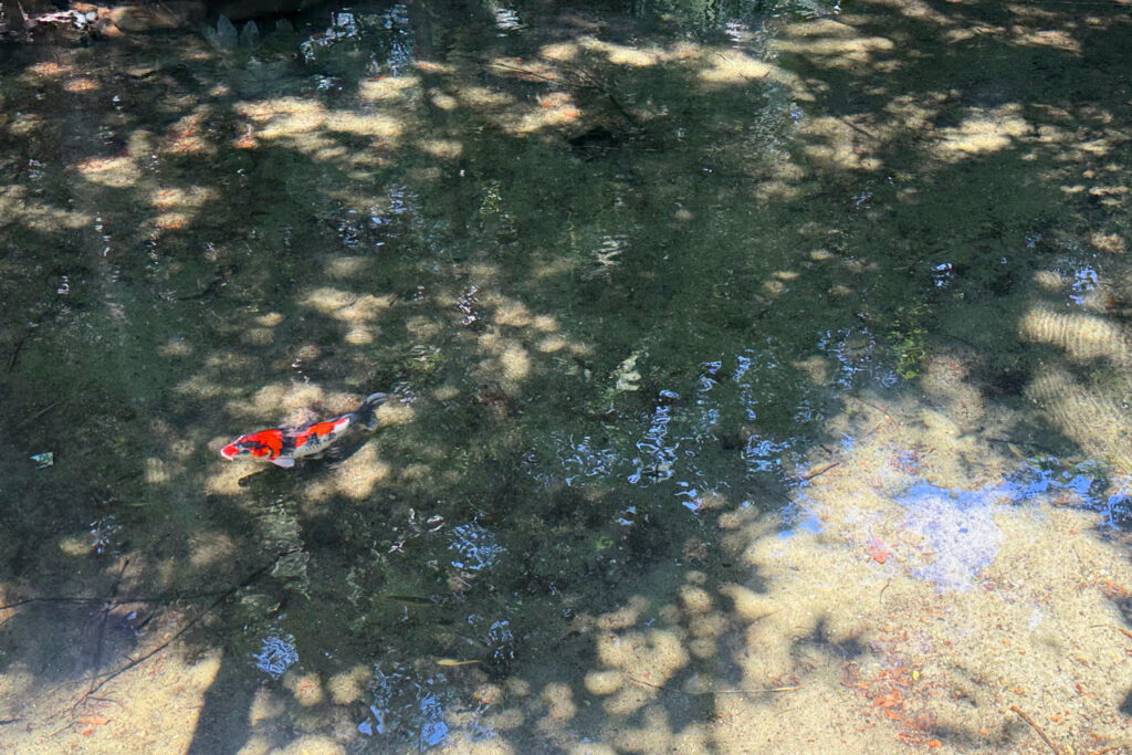 二宮神社 お池