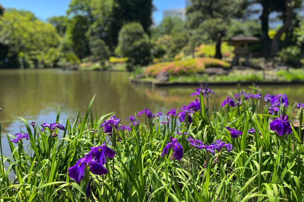 肥後細川庭園の花菖蒲