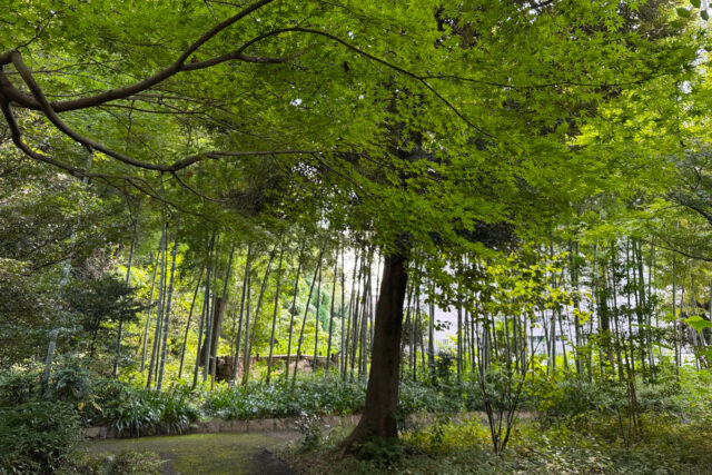 瀬田四丁目旧小坂緑地（旧小坂家住宅）