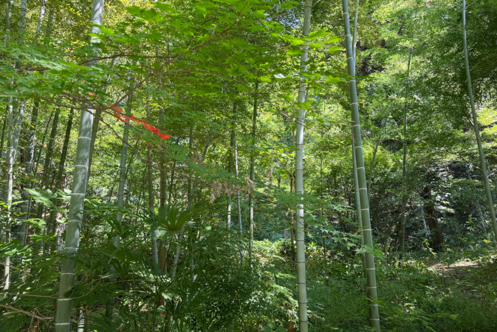 瀬田四丁目旧小坂緑地（旧小坂家住宅）