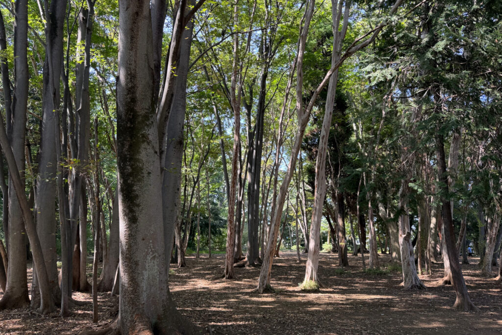 林試の森公園