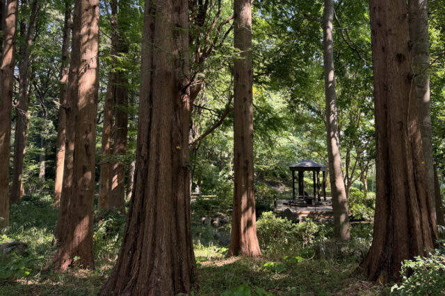 林試の森公園