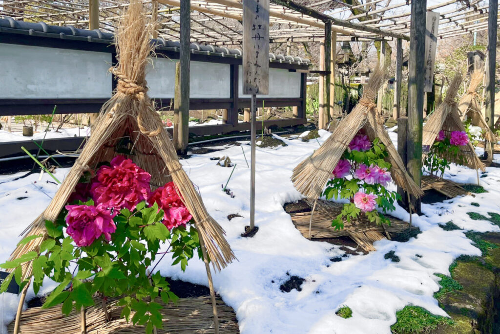 上野東照宮ぼたん苑