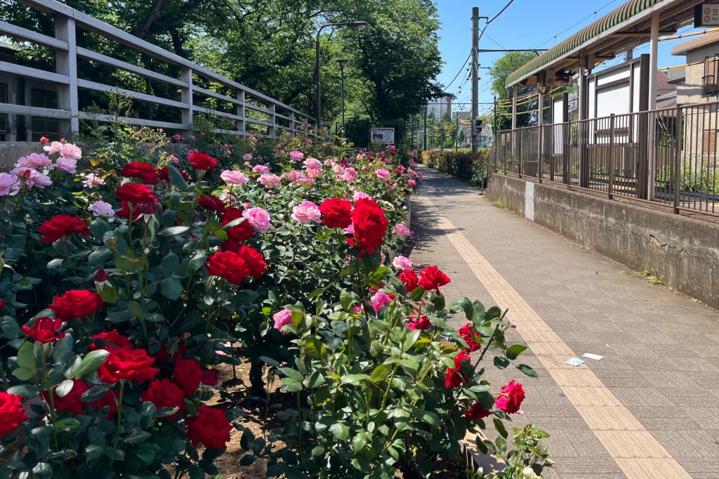 荒川二丁目駅のバラ花壇