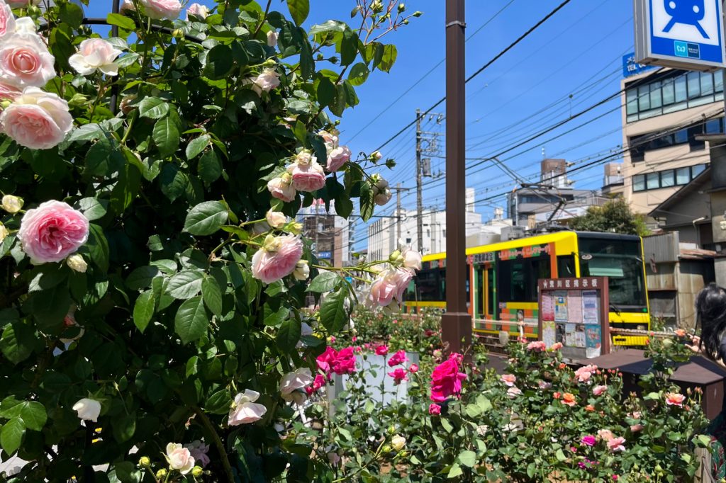 町屋駅前駅のバラ花壇