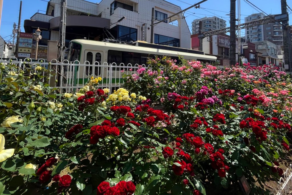 三ノ輪橋駅のバラと電車