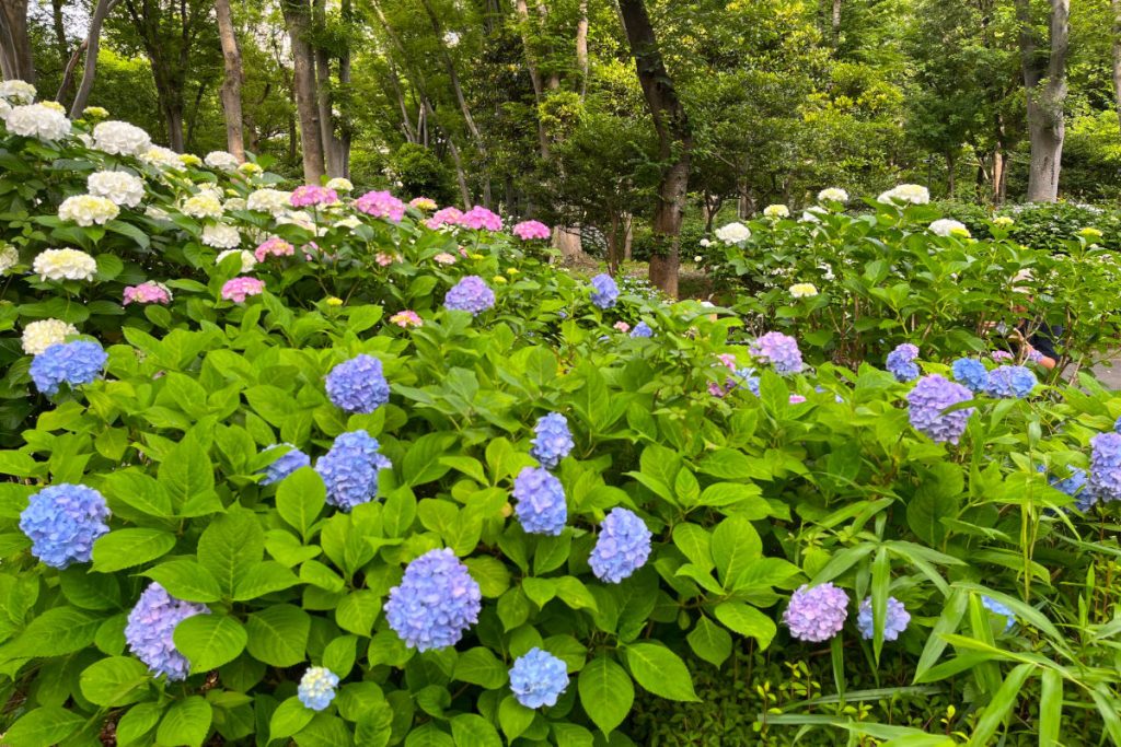 新宿中央公園あじさいロード