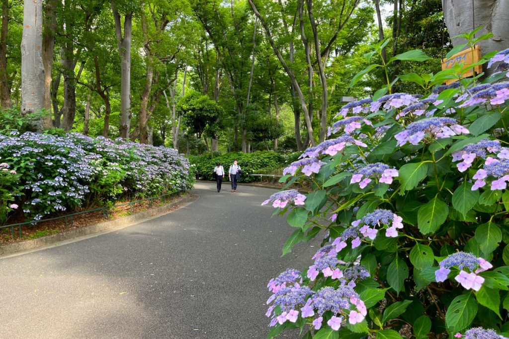 新宿中央公園あじさいロード