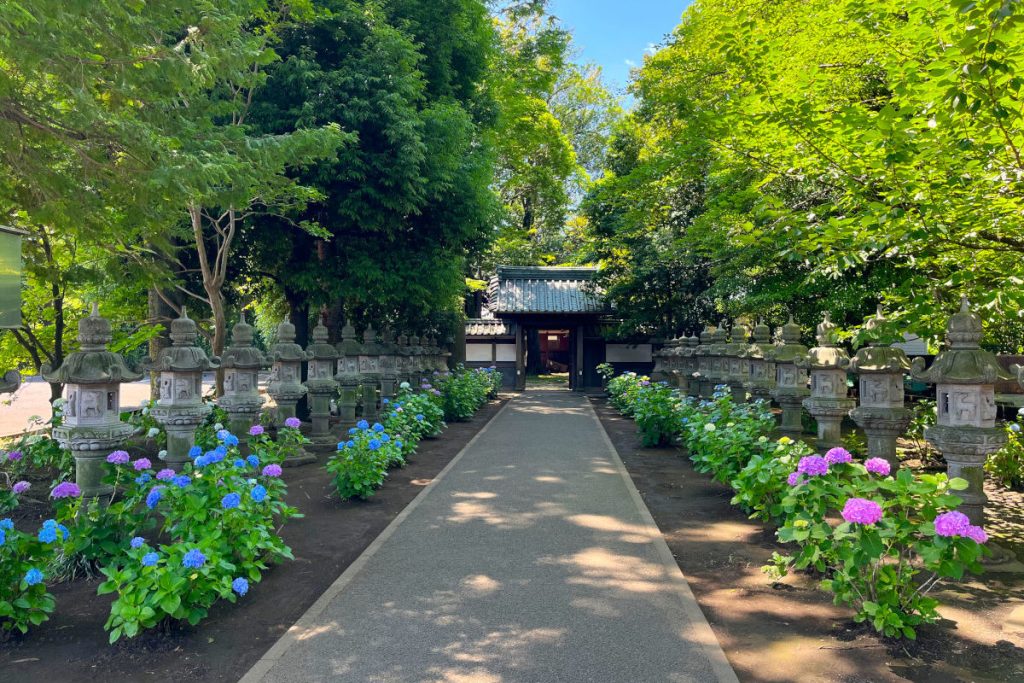 堀之内妙法寺のアジサイ