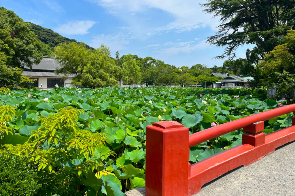 鶴岡八幡宮