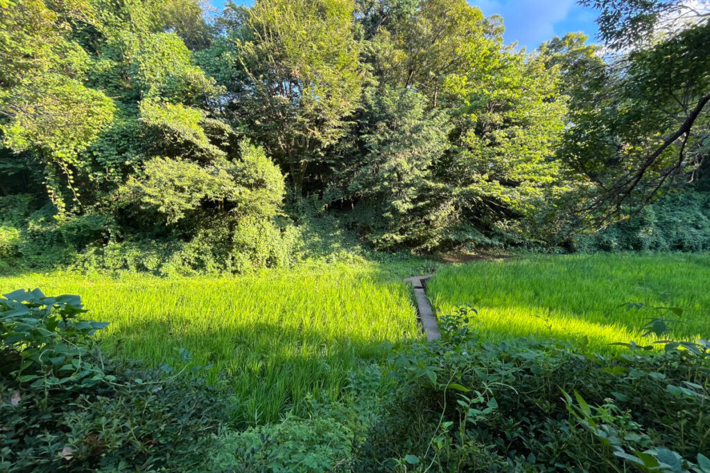 駒場野公園