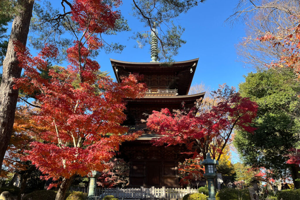 豪徳寺