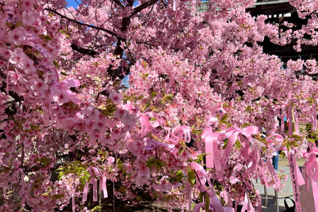 桜神宮のえんむすびの木