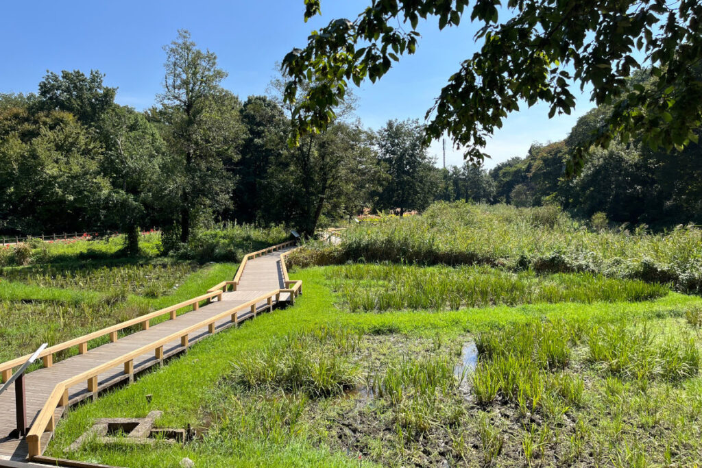 神代植物公園 水生植物園